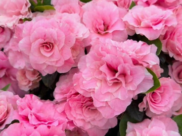 loai-hoa-dep-kieu-sa-chang-kem-gi-hoa-hong-no-quanh-nam-ca-tram-bong-mot-luc