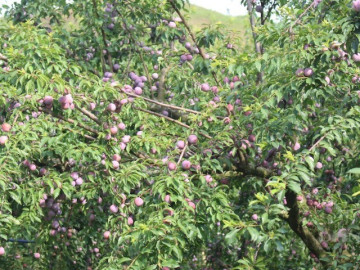 loai-qua-tot-nhat-the-gioi-chi-co-o-son-la-trong-mot-lan-thu-hoach-nhieu-nam-thanh-dac-san-noi-tieng-150-000-dong-kg