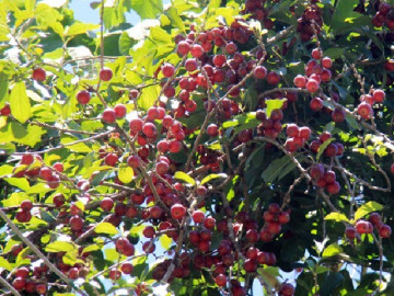 loai-qua-xua-khong-ai-ngo-ngang-gio-duoc-dan-thanh-pho-ua-chuong-vi-huong-vi-la-gia-30-000-dong-kg