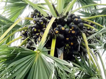 loai-qua-xua-rung-day-khong-ai-ngo-ngang-nay-thanh-dac-san-tet-200-000-dong-kg-trong-mot-lan-thu-hoach-nhieu-nam