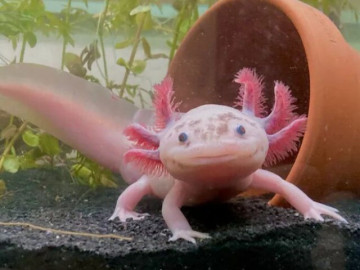 quen-ca-canh-di-day-moi-la-5-loai-thu-cung-nuoi-duoi-nuoc-doc-la-lai-de-cham-soc-gia-re-ai-cung-mua-duoc