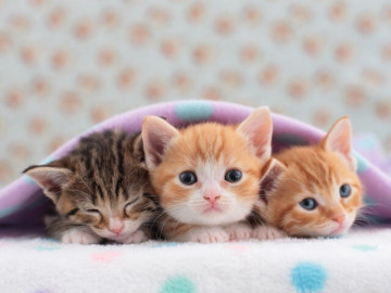 5-thu-cung-mang-lai-hanh-phuc-cho-nguoi-cao-tuoi-co-loai-giup-giam-nguy-co-mat-tri-nho