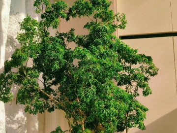 cay-canh-duoc-menh-danh-bao-boi-noi-that-vua-dep-sang-hut-tai-loc-lai-an-duoc-tu-ngon-toi-goc-rat-duoc-chuong-dip-tet