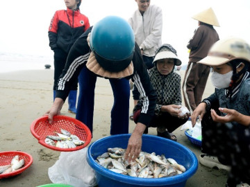 loai-ca-than-mem-gia-toi-1-trieu-dong-kg-chay-hang