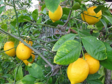 loai-qua-tot-nhat-the-gioi-chi-co-o-lam-dong-trong-mot-lan-thu-hoach-nhieu-nam-thanh-dac-san-duoc-ua-chuong