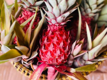 loai-qua-tot-nhat-the-gioi-chi-co-o-tay-ninh-thanh-dac-san-bay-mam-ngu-qua-tet-trong-11-thang-cho-thu-hoach