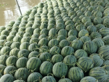 loai-qua-tot-nhat-the-gioi-o-mien-tay-trong-3-thang-cho-thu-hoach-thanh-dac-san-duoc-ua-chuong-dip-tet-gia-400-000-d-qua