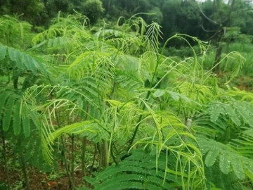 cay-dai-boc-mui-duoc-vi-nhu-loc-troi-la-mon-ngon-noi-tieng-voi-huong-vi-la-dan-thanh-pho-ua-chuong