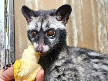 con-vat-gi-mat-tron-xoe-ham-an-ca-chuoi-chin-dang-giup-nong-dan-nghe-an-cat-tien-ty