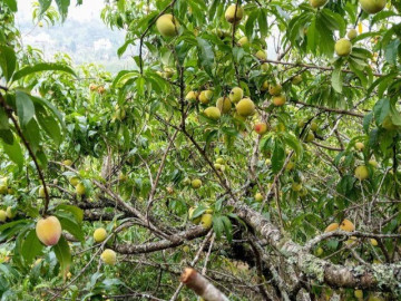 loai-qua-tot-nhat-the-gioi-chi-co-o-lao-cai-trong-mot-lan-thu-hoach-nhieu-nam-thanh-dac-san-noi-tieng-70-000-dong-kg