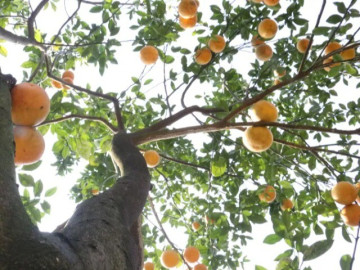 loai-qua-tot-nhat-the-gioi-chi-co-o-nghe-an-thanh-dac-san-duoc-ua-chuong-dip-tet-trong-mot-lan-thu-hoach-nhieu-nam