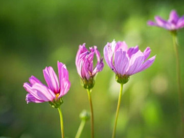 nam-2026-cang-nho-3-dieu-nay-cuoc-song-cua-ban-se-cang-de-dang-suon-se