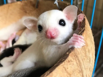 7-dong-soc-bay-uc-dep-nhat-the-gioi-thich-hop-lam-thu-cung-trong-khong-gian-nho