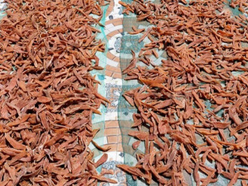 mon-nha-ngheo-xua-an-den-chan-ngan-nay-thanh-dac-san-khoai-khau-170-000-dong-kg-tot-cho-suc-khoe