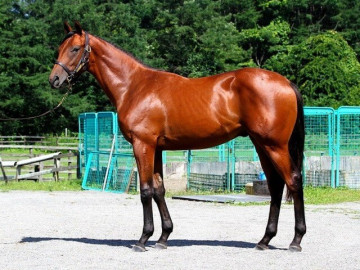 5-thu-cung-dat-nhat-hanh-tinh-chi-gioi-sieu-giau-moi-dam-bo-hon-1-000-ty-dong-de-so-huu-mot-con-vat-nuoi