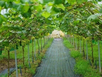 loai-qua-dat-nhat-the-gioi-viet-nam-trong-2-nam-cho-thu-hoach-thanh-dac-san-noi-tieng-tot-cho-suc-khoe