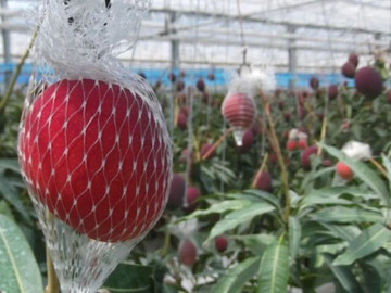 loai-qua-dat-nhat-the-gioi-viet-nam-trong-thanh-cong-mot-lan-thu-hoach-nhieu-nam-thanh-dac-san-tot-cho-suc-khoe