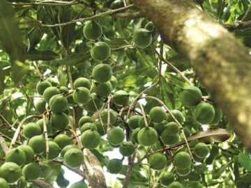 loai-qua-dat-nhat-the-gioi-viet-nam-trong-bat-ngan-thu-hoach-nhieu-nam-thanh-dac-san-tot-cho-suc-khoe