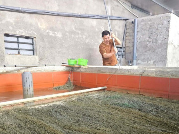 con-dac-san-lan-ngup-day-dac-trong-be-nuoi-thanh-cong-anh-nong-dan-nghe-an-noi-co-tung-nao-cung-ban-het