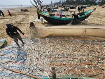 ngu-dan-trung-dam-ca-trich-thu-tien-trieu-moi-chuyen-bien