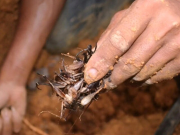 nghe-la-o-viet-nam-cu-toi-mua-lai-keo-nhau-vao-rung-san-loc-troi-loai-dac-san-nay-giup-nong-dan-doi-doi