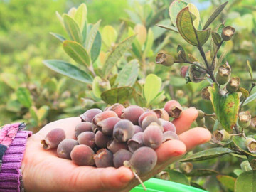 nghe-la-o-viet-nam-trong-loai-qua-tim-lim-thanh-dac-san-van-nguoi-me-nong-dan-doi-doi-vuon-len-lam-giau