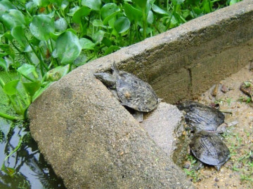 nuoi-loai-dac-san-to-bu-nhe-von-lon-nhanh-suot-ngay-chi-an-roi-de-son-son-giup-nong-dan-vuon-len-lam-giau