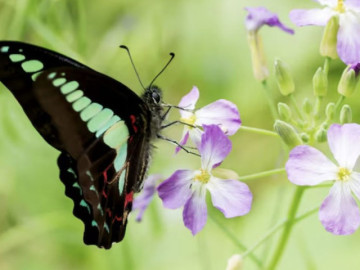 ngay-sinh-am-lich-dinh-san-so-vuong-phat-sinh-dung-ngay-nay-ngheo-may-cung-co-luc-doi-doi