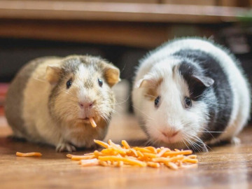 8-thu-cung-mini-sieu-de-thuong-thich-hop-nuoi-trong-phong-nho-con-nao-cung-doc-la-nhin-la-thich-me