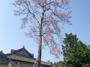 toa-do-hoa-ngo-dong-xu-hue-ngoai-dai-noi-con-goc-cay-o-cong-vien-ngat-xanh