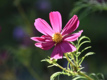 4-thang-sinh-am-lich-mang-so-menh-binh-an-cang-song-cang-huong-phuc