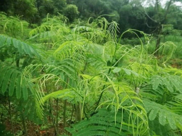 cay-dai-moc-hoang-nay-thanh-dac-san-co-mui-thoi-nhung-nau-len-rat-thom-trong-mot-lan-an-vai-chuc-nam