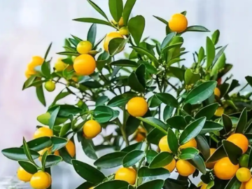 phong-khach-co-5-cay-nay-nhieu-nguoi-tin-keo-theo-tai-loc-binh-an-va-van-may