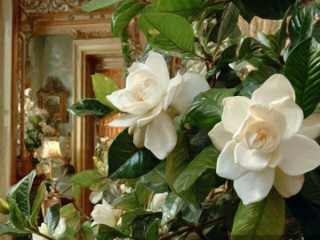 4-cay-canh-thich-an-chua-chi-can-tuoi-mot-thia-nuoc-nay-moi-thang-la-tuoi-tot-xanh-bong-canh-tran-ngap-nu-hoa