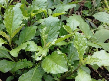 cay-dai-co-vi-dang-nay-thanh-dac-san-duoc-ua-chuong-60-000-dong-kg-hai-ban-quanh-nam