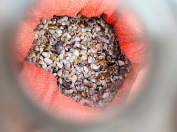 mua-oc-ruoc-ngan-ngui-ngu-dan-tranh-thu-hai-loc-bien-kiem-tien-trieu-moi-ngay