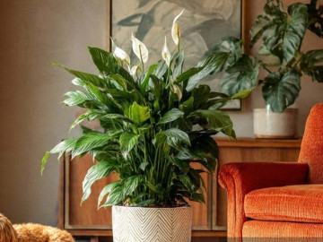 3-cay-canh-nhu-bua-may-man-cua-nha-pho-cang-ram-mat-cang-phat-trien-ruc-ro-mang-lai-tai-loc-thinh-vuong