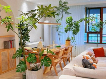 5-cay-canh-de-song-cu-trong-la-giau-phong-khach-nha-nao-cung-nen-co-it-nhat-1-chau