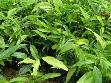 cay-dai-moc-bo-bui-ngot-nhu-mi-chinh-nay-thanh-dac-san-gia-200-000-dong-kg-trong-mot-lan-hai-ban-nhieu-nam