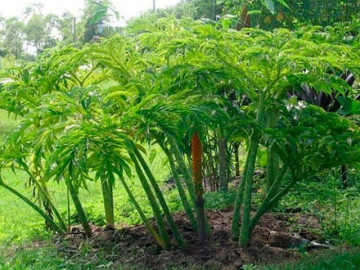 cay-dai-o-bo-muong-xua-it-nguoi-biet-nay-thanh-dac-san-khoai-khau-co-huong-vi-dac-biet-dan-thanh-pho-thich-me