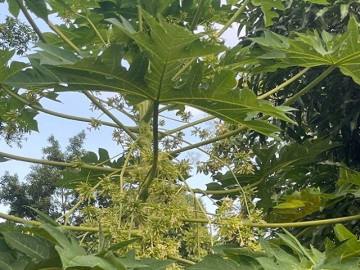 cay-moc-bo-rao-co-vi-dang-ngat-xua-rung-vut-di-nay-thanh-dac-san-300-000-dong-kg-trong-8-thang-cho-thu-hoach