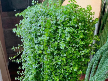 dung-trong-trau-ba-5-cay-canh-day-leo-song-dong-nay-moi-la-cuc-pham-tuoi-dep-hut-tai-chieu-may-cho-gia-dinh