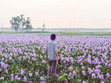 hoa-luc-binh-o-ngoai-o-ha-noi-no-ro-khach-di-16km-toi-chup-anh-don-hoang-hon