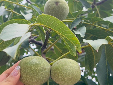 loai-qua-dac-san-tot-nhat-the-gioi-chi-co-o-lao-cai-trong-mot-lan-thu-hoach-nhieu-nam-tot-cho-suc-khoe