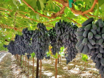 trong-loai-nho-hinh-thu-ky-la-nhu-ngon-tay-la-dac-san-duoc-du-khach-me-tit-nguoi-dan-vuon-len-lam-giau