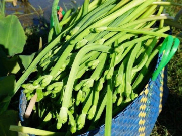 loai-rau-dai-gia-100-000-dong-kg-xua-khong-ai-an-bong-choc-duoc-dan-thanh-pho-san-lung-vi-ngon-va-sach