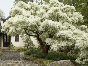 nguoi-xua-dan-3-cay-nghin-vang-kho-mua-truyen-doi-cho-nhieu-the-he-giu-nha-sinh-loc-vun-dap-phuc-khi