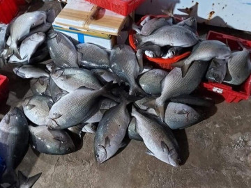 dac-san-chi-co-o-quang-ngai-nghe-ten-rat-la-xua-khong-ai-ngo-ngang-nay-ban-200-000-d-kg-nhieu-nguoi-san-lung