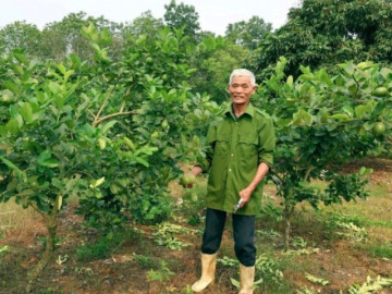 ghep-chanh-vang-my-len-goc-buoi-nong-dan-thanh-hoa-thu-hang-tram-trieu-dong-nam