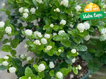 cham-hoa-nhai-thang-4-nho-quy-tac-5-khong-cay-bat-mam-manh-hoa-no-thom-ngat-dua-huong-khap-nha